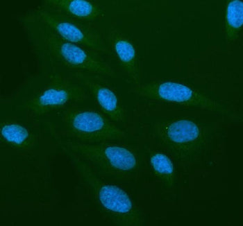 Immunofluorescent staining of CRBN using anti-CRBN antibody (green). CRBN was detected in an immunocytochemical section of U2OS cells. Enzyme antigen retrieval was performed using IHC enzyme antigen retrieval reagent for 15 mins. The cells were blocked with 10% goat serum. And then incubated with 5 ug/ml rabbit anti-CRBN antibody overnight at 4oC. DyLight 488 Conjugated Goat Anti-Rabbit IgG was used as secondary antibody at 1:500 dilution and incubated for 30 min at 37oC.