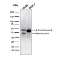Western blot testing of human liver and MCF7 cell lysate with CTSD antibody.