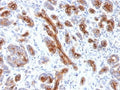 IHC testing of FFPE human pancreas with CFTR antibody (clone CFTR/1341). HIER: boil tissue sections in 10mM Tris with 1mM EDTA, pH9 for 10-20 min followed by cooling at RT for 20 min.