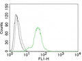 FACS testing of human BT474 cells with Estrogen Receptor beta antibody: Black=cells alone; Gray=isotype control; Green=Estrogen Receptor beta antibody.