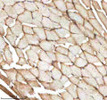 IHC staining of zebrafish Mmp9 protein using Zebrafish Mmp9 antibody, HRP-labeled secondary and DAB substrate. Mmp9 was detected in a paraffin-embedded section of zebrafish muscle tissue. HIER: boil tissue sections in pH8 EDTA for 20 min and allow to cool before testing.