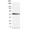 Western blot testing of DLL3 antibody and recombinant human protein; Lane 1: 10ng; 2: 5ng; 3: 2.5ng; 4: 1.25ng