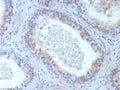 IHC staining of FFPE human epididymis tissue with ROS1 antibody (clone ROS1/8268R). HIER: boil tissue sections in pH 9 10mM Tris with 1mM EDTA for 20 min and allow to cool before testing.