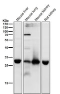 All lanes use the antibody at 1:4K dilution for 1 hour at room temperature. Predicted molecular weight ~32 kDa.