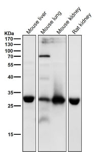 All lanes use the antibody at 1:4K dilution for 1 hour at room temperature. Predicted molecular weight ~32 kDa.