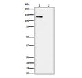 Western blot testing of lysate from 1) human HeLa cells and 2) human HeLa cells treated with alkaline phosphatase, using phospho-MCM2 antibody.