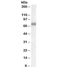 Western blot testing of K562 lysate with MEPCE antibody at 0.3ug/ml. Predicted molecular weight: ~75kDa.