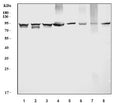Western blot testing of 1) human HeLa, 2) human HepG2, 3) human Caco-2, 4) human HL-60, 5) rat liver, 6) rat RH35, 7) mouse liver and 8) mouse HEPA1-6 cell lysate with Prothrombin antibody. Predicted molecular weight ~70 kDa but may be observed at higher molecular weights due to glycosylation.