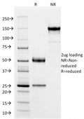 SDS-PAGE analysis of purified, BSA-free SOX9 antibody (clone PCRP-SOX9-1E5) as confirmation of integrity and purity.