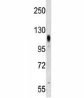 PROM2 antibody western blot analysis in NCI-H292 lysate.