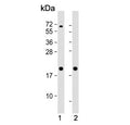 Western blot testing of human 1) HeLa and 2) HT-29 cell lysate with Ferritin heavy chain antibody. Predicted molecular weight ~21 kDa.