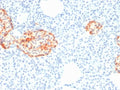 IHC staining of FFPE human pancreas with recombinant Chromogranin A antibody (clone rCHGA/798). HIER: boil tissue sections in pH6, 10mM citrate buffer, for 10-20 min followed by cooling at RT for 20 min.