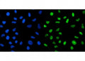 Immunofluorescent staining of FFPE human HeLa cells with CRTC3 antibody (green) and DAPI nuclear stain (blue). HIER: steam section in pH6 citrate buffer for 20 min.