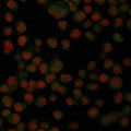 Immunofluorescent staining of PFA-fixed human Raji cells with CF488-conjugated IgA antibody (clone IA761, green) and Reddot nuclear stain (red).