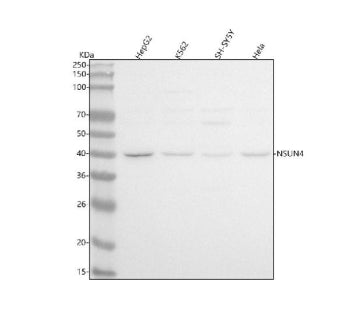 Western blot analysis of NSUN4 using anti-NSUN4 antibody. Lane 1: human HepG2 whole cell lysates, Lane 2: human K562 whole cell lysates, Lane 3: human SH-SY5Y whole cell lysates, Lane 4: human Hela whole cell lysates. After electrophoresis, proteins were transferred to a nitrocellulose membrane at 150 mA for 50-90 min. Blocked the membrane with 5% non-fat milk/TBS for 1.5 hour at RT.