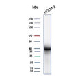 Western blot testing of human HDLM-2 cell lysate using recombinant PD-L1 antibody (clone rCD274/8195R). Predicted molecular weight ~34 kDa (unmodified), 45-70 kDa (glycosylated).