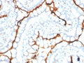 IHC staining of FFPE human small intestine with ACE antibody. HIER: boil tissue sections in pH 9 10mM Tris with 1mM EDTA for 20 min and allow to cool before testing.
