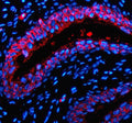 Immunofluorescent staining of P2RX1 using anti-P2RX1 antibody (red). P2RX1 was detected in a paraffin-embedded section of rat bladder tissue. Heat mediated antigen retrieval was performed in EDTA buffer (pH 8.0, epitope retrieval solution). The tissue section was blocked with 10% goat serum. The tissue section was then incubated with 5 ug/ml rabbit anti-P2RX1 antibody overnight at 4oC. Cy3 Conjugated Goat Anti-Rabbit IgG was used as secondary antibody at 1:500 dilution and incubated for 30 min at 37oC.