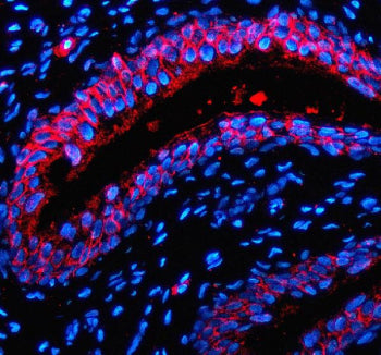 Immunofluorescent staining of P2RX1 using anti-P2RX1 antibody (red). P2RX1 was detected in a paraffin-embedded section of rat bladder tissue. Heat mediated antigen retrieval was performed in EDTA buffer (pH 8.0, epitope retrieval solution). The tissue section was blocked with 10% goat serum. The tissue section was then incubated with 5 ug/ml rabbit anti-P2RX1 antibody overnight at 4oC. Cy3 Conjugated Goat Anti-Rabbit IgG was used as secondary antibody at 1:500 dilution and incubated for 30 min at 37oC.