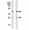 Western blot analysis of lysate from (1) 293 and (2) HepG2 cell line using SIRT3 antibody at 1:1000. Predicted size: 44/28 kDa (full/processed)