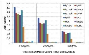 ELISA of mouse immunoglobulins shows the recombinant Mouse IgG antibody reacts to IgG1, IgG2a, IgG2b, and IgG3; no cross reactivity with IgM, IgA, IgE, human/rat/rabbit IgG.
