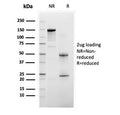 SDS-PAGE analysis of purified, BSA-free BAP1 antibody as confirmation of integrity and purity.