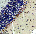 IHC staining of FFPE rat cerebellum tissue with RAPGEF4 antibody, HRP-secondary and DAB substrate. HIER: boil tissue sections in pH8 EDTA for 20 min and allow to cool before testing.