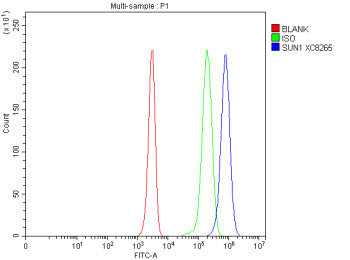 Flow Cytometry analysis of Jurkat cells using anti-SUN1 antibody. Overlay histogram showing human Jurkat cells stained with (Blue line). To facilitate intracellular staining, cells were fixed with 4% paraformaldehyde and permeabilized with permeabilization buffer. The cells were blocked with 10% normal goat serum. And then incubated with rabbit anti-SUN1 antibody (1 ug/million cells) for 30 min at 20oC.