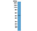 Western blot testing of mouse brain lysate with recombinant GFAP antibody at 1:2500. Predicted molecular weight ~50 kDa.