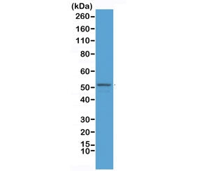 Western blot testing of mouse brain lysate with recombinant GFAP antibody at 1:2500. Predicted molecular weight ~50 kDa.