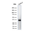 Western blot testing of human brain tissue lysate with AQP4 antibody (clone AQP4/3323). Observed molecular weight: 35~45 kDa depending on glycosylation level.