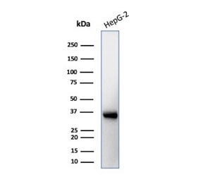 Western blot testing of human brain tissue lysate with AQP4 antibody (clone AQP4/3323). Observed molecular weight: 35~45 kDa depending on glycosylation level.
