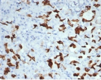 IHC staining of FFPE human salivary gland with recombinant Mucin 6 antibody (clone MUC6/7069R). HIER: boil tissue sections in pH 9 10mM Tris with 1mM EDTA for 20 min and allow to cool before testing.