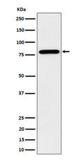 Western blot analysis of PRMT7 expression in human HeLa cell lysate. Predicted molecular weight ~78 kDa.