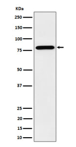 Western blot analysis of PRMT7 expression in human HeLa cell lysate. Predicted molecular weight ~78 kDa.