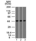 Western blot of human 1) K562, 2) HEK293 and 3) A549 cell lysates using Napsin-A antibody (clone NAPSA/1238). Expected molecular weight: 38-45 kDa depending on glycosylation level.