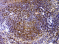 IHC testing of FFPE mouse spleen tissue with CTLA-4 antibody at 1ug/ml. Required HIER: steam section in pH6 citrate buffer for 20 min and allow to cool prior to testing.