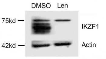 Western blot testing of lysate from multiple myeloma cells treated with DMSO (vehicle) or lenalidomide (degrades IKAROS). Predicted molecular weight ~58 kDa.