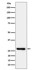 Western blot analysis of TRAIL R3 expression in human Jurkat cell lysate using TRAIL R3 antibody. Predicted molecular weight ~27 kDa.