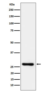 Western blot analysis of TRAIL R3 expression in human Jurkat cell lysate using TRAIL R3 antibody. Predicted molecular weight ~27 kDa.