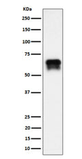 Western blot analysis of PCTAIRE1/CDK16 expression in BxPC-3 cell lysate using CDK16 antibody. CDK16 (~56 kDa predicted) was detected as a doublet migrating at ~65â€“70 kDa, consistent with phosphorylation-dependent mobility shifts previously described for PCTAIRE1. The upper band likely represents a hyperphosphorylated form of CDK16.