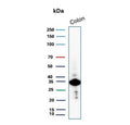 Western blot testing of human colon tissue lysate with Calponin 1 antibody. Predicted molecular weight ~34 kDa.