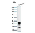 Western blot testing of human pancreas tissue lysate with Elastase 3A antibody (clone CELA3A/12552). Predicted molecular weight ~29 kDa.