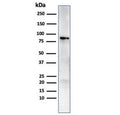 Western blot testing of human MCF7 cell lysate with HSP90AB1 antibody. Expected molecular weight: 84-90 kDa.
