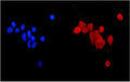 Immunofluorescent staining of FFPE human MCF7 cells with MGMT antibody (red) and DAPI nuclear stain (blue). HIER: steam section in pH6 citrate buffer for 20 min.