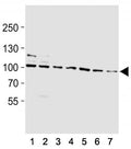 Western blot analysis of lysate from (1) rat L6, (2) mouse NIH3T3, (3) T47D, (4) A2058, (5) HepG2, (6) K562, (7) HeLa cell line using HSP90 antibody at 1:1000.