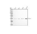 Western blot analysis of CDKN2C using anti-CDKN2C antibody. Lane 1: human THP-1 whole cell lysates, Lane 2: human Hela whole cell lysates, Lane 3: human Jurkat whole cell lysates, Lane 4: human SH-SY5Y whole cell lysates. After electrophoresis, proteins were transferred to a nitrocellulose membrane at 150 mA for 50-90 min. Blocked the membrane with 5% non-fat milk/TBS for 1.5 hour at RT.