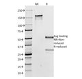 SDS-PAGE analysis of purified, BSA-free anti-IgG antibody (clone IG266) as confirmation of integrity and purity.
