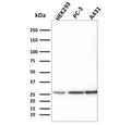 Western blot testing of human 1) HEK293, 2) PC-3 and 3) A431 lysate with 14-3-3 epsilon antibody. Predicted molecular weight ~28 kDa.