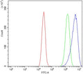 Flow cytometry testing of human Caco-2 cells with Beta Enolase antibody at 1ug/million cells (blocked with goat sera); Red=cells alone, Green=isotype control, Blue= Beta Enolase antibody.